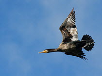Great cormorant (Phalacrocorax carbo) juvenile in flight, Cannop Ponds, Forest of Dean, Gloucestershire, UK, October.