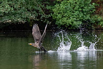Great cormorant (Phalacrocorax carbo) juvenile taking off from water, Cannop Ponds, Forest of Dean, Gloucestershire, UK, October.