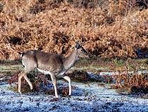 Fallow deer (Dama dama) juvenile stag, crossing a hoar- frosted heathland clearing on a cold winter morning, New Forest, near Fritham, Hampshire, UK. January.