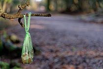 Discarded dog poo bag inappropriately left hanging in a tree along a pubic footpath, New Forest, Hampshire, UK. January.