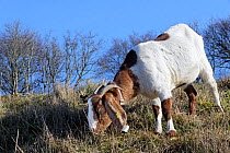 Goat (Capra hircus) grazing chalk grassland hillside to control scrub encroachment and benefit wild flowers, Browne's Folly Nature Reserve, Bath and Northeast Somerset, UK. January.