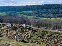 Three Goats (Capra hircus) grazing chalk grassland along footpath to control scrub encroachment and benefit wild flowers, Browne's Folly Nature Reserve, Bath and Northeast Somerset, UK. January.