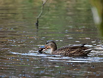 Mallard (Anas platyrhynchos) female carrying English oak (Quercus robur) acorn in beak whilst swimming, Cannop Ponds, Forest of Dean, Gloucestershire, UK, November.