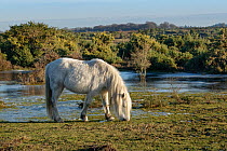 New Forest pony (Equus caballus) grazing grassland on the margins of a frozen heathland pool, New Forest, Hampshire, UK. January.
