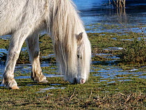 New Forest pony (Equus caballus) grazing grassland on the margins of a frozen heathland pool, New Forest, Hampshire, UK. January.