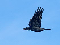 Raven (Corvus corax) in flight, Forest of Dean, Gloucestershire, UK, December.