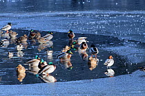 Mallard (Anas platyrhynchos), Common teal (Anas crecca) and Wigeon (Anas penelope) flock standing on frozen lake, Cannop Ponds, Forest of Dean, Gloucestershire, UK, December.