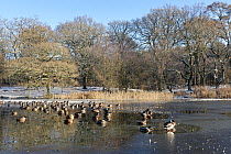Mallard (Anas platyrhynchos) flock resting on frozen pond, Cannop Ponds, Forest of Dean, Gloucestershire, UK, December.