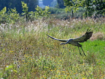 Common crane (Grus grus) juvenile taking flight for the first time from marshland, Slimbridge, Gloucestershire, UK, August.