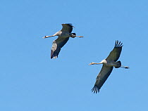 Common crane (Grus grus) parent flying and calling with fledgling, Slimbridge, Gloucestershire, UK, August.
