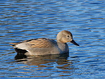 Gadwall (Anas strepera) male swimming, Magor Marsh nature reserve, Gwent Levels, Wales, UK, March.