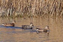 Gadwall (Anas strepera) male courting two females, Magor Marsh nature reserve, Gwent Levels, Wales, UK, March.
