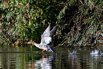 Goosander (Mergus merganser) female taking flight from River Wye, Forest of Dean, Gloucestershire, UK, October.