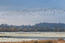 Lapwing (Vanellus vanellus) flock flying over Greylag geese (Anser anser) foraging and resting on frosted coastal marshland, Severn Estuary, Somerset, December.