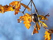 Long-tailed tit (Aegithalos caudatus) foraging perched on English Oak (Quercus robur), Forest of Dean, Gloucestershire, UK, December.