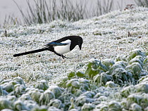 Magpie (Pica pica) foraging in heavily frosted grass, Gloucestershire, UK, December.