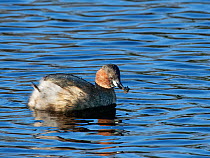Little grebe (Tachybaptus ruficollis) swimming with Caddis fly (Trichoptera sp.) larvae in beak, marshland pool, Magor Marsh nature reserve, Gwent Levels, Wales, UK, March.