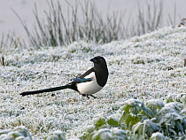 Magpie (Pica pica) standing on heavily frosted grass and looking around, Gloucestershire, UK, December.