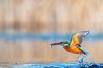 Kingfisher (Alcedo atthis) taking flight from water with fish in beak, near Bourne, Lincolnshire, England, UK. January.