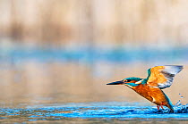 Kingfisher (Alcedo atthis) taking flight from water after diving for fish, near Bourne, Lincolnshire, England, UK. January.