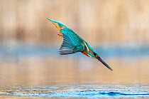 Kingfisher (Alcedo atthis) diving into water to catch fish, Near Bourne, Lincolnshire, England, UK. January.
