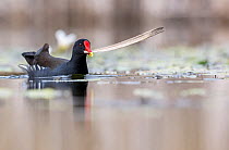 Moorhen (Gallinula chloropus) on water with nesting material in beak, near Bourne, Lincolnshire, England, UK. March.
