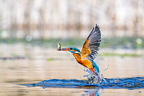 Kingfisher (Alcedo atthis) female, taking flight from water with fish in beak, near Bourne, Lincolnshire, England, UK. March.