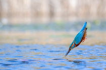 Kingfisher (Alcedo atthis) female, diving into water to catch fish, near Bourne, Lincolnshire, England, UK. March.