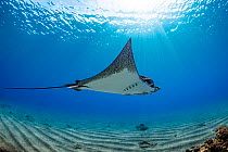 Spotted eagle ray (Aetobatus narinari) swimming over sandy seabed, Hawaii, Pacific Ocean.