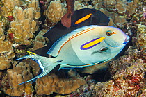 Orangeband surgeonfish (Acanthurus olivaceus) pair swimming through coral reef, Hawaii, Pacific Ocean.