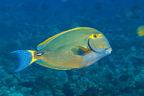 Eyestripe surgeonfish  (Acanthurus dussumieri) swimming above coral reef, Hawaii.