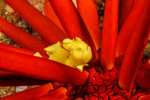 Commerson's frogfish (Antennarius commersoni) juvenile sheltering among spines of Slate pencil sea urchin (Heterocentrotus mammillatus), Hawaii, Pacific Ocean.