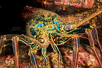 Tufted spiny lobster (Panulirus penicillatus) hiding in reef cave, Maui, Hawaii, Pacific Ocean.