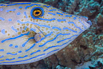 Close up of Scrawled filefish (Aluterus scriptus) head as it swims through reef, Hawaii, Pacific Ocean.