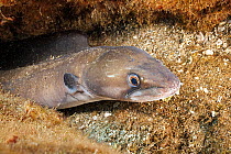 Hawaiian mustache conger eel (Conger marginatus) hiding in hole in coral reef, Hawaii, Pacific Ocean.