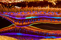Close up of mantle and eyes of the Coral scallop (Pedum spondyloideum), Fiji, Pacific Ocean.