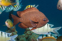 Threespot chromis (Chromis verater) with darkened spots, swimming through shoal of Indo-Pacific sergeant fish (Abudefduf vaigiensis) and other fish, Hawaii, Pacific Ocean.