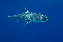 Great white shark (Carcharodon carcharias) swimming in open ocean, Guadalupe Island, Mexico, Atlantic Ocean.
