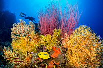 Diver swimming past coral reef with Gorgonian fans (Alcyonacea sp.), Red whip corals (Leptogorgia virgulata), Bluespot butterflyfish (Chaetodon plebeius), Fiji, Pacific Ocean.