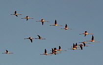Greater flamingo (Phoenicopterus roseus) flock flying out from evening roost, La Tancada, Ebro Delta Reserve, Catalonia, Spain. January.