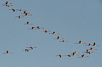 Greater flamingo (Phoenicopterus roseus) flock flying out from evening roost, La Tancada, Ebro Delta Reserve, Catalonia, Spain. January.