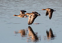 Four Greylag geese (Anser anser) flying low over water, East Chevington Reserve, Druridge Bay, Northumberland, UK. November.