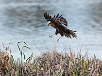 Western marsh harrier (Circus aeruginosus) female, hunting in reed beds, Riet Vell Reserve, Ebro Delta Reserve, Catalonia, Spain. January.