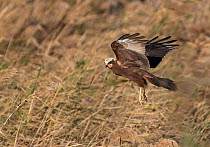 Western marsh harrier (Circus aeruginosus) female, hunting in reed beds, Riet Vell Reserve, Ebro Delta Reserve, Catalonia, Spain. January.