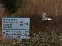 Barn owl (Tyto alba) flying past road sign, Norfolk, UK. January.