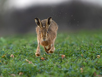Brown hare (Lepus europaeus) running through wet field, Norfolk, UK. March.