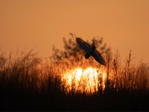 Barn owl (Tyto alba) hunting in meadow at sunset, Norfolk,  UK.