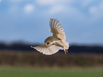 Barn owl (Tyto alba) in flight over field in late afternoon, Norfolk, UK. March.