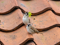 Two Tree sparrow (Passer montanus) males perched on roof, one with nesting material in beak, Bempton RSPB visitor centre, Yorkshire, UK. April.