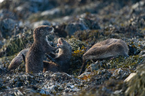 Eurasian otter (Lutra lutra) cubs playfighting as mother rests nearby on seaweed covered rocks, Shetland, Scotland, UK. November.